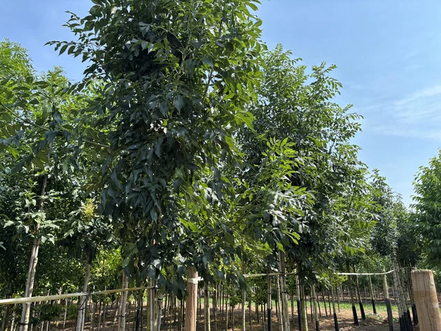 Fraxinus Ornus (Blumenesche / Mannaesche) Fraxinus Ornus (Blumenesche / Mannaesche)