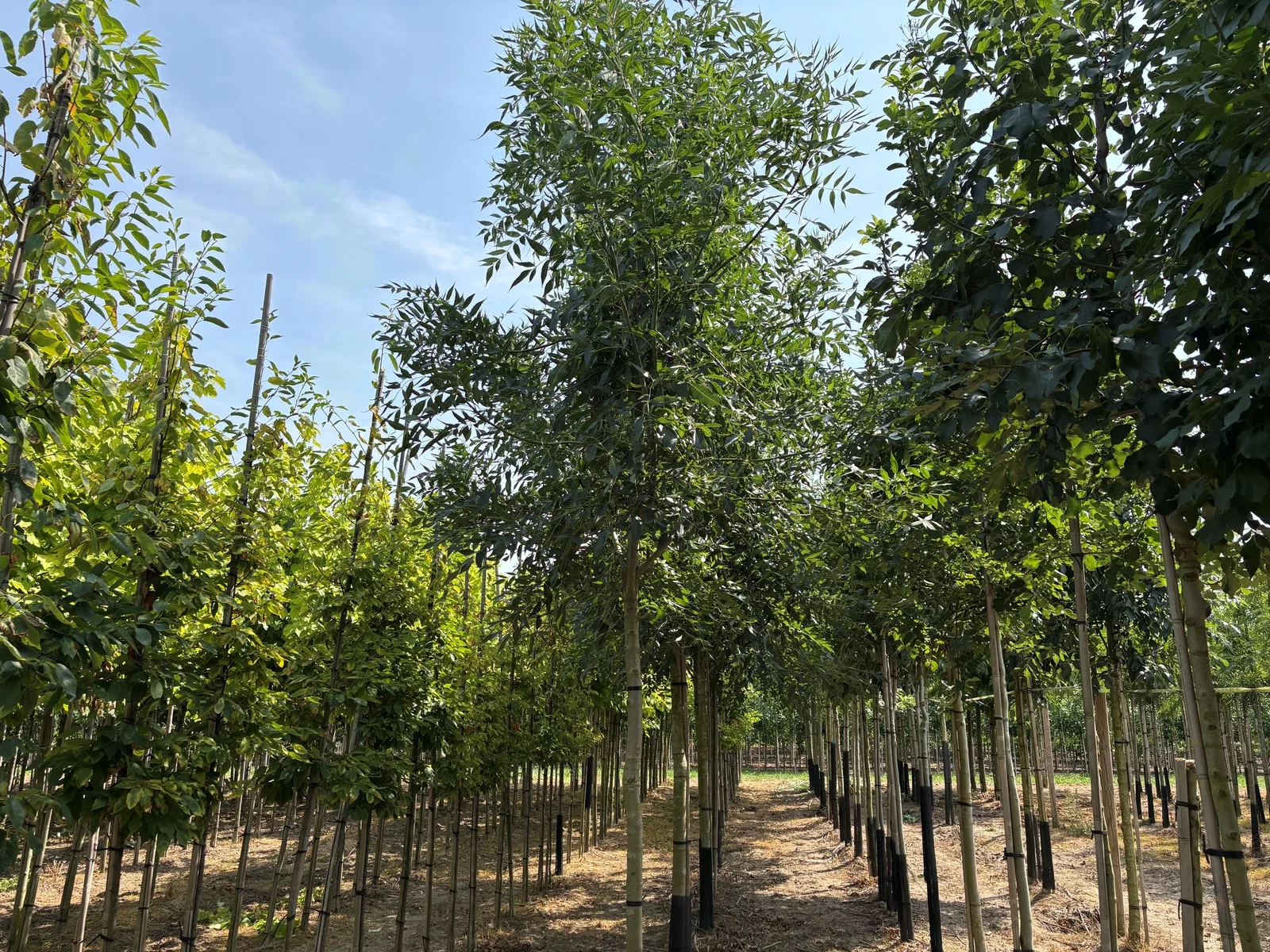 Fraxinus Angustifolia Raywood (Kleinkronige Esche)-1