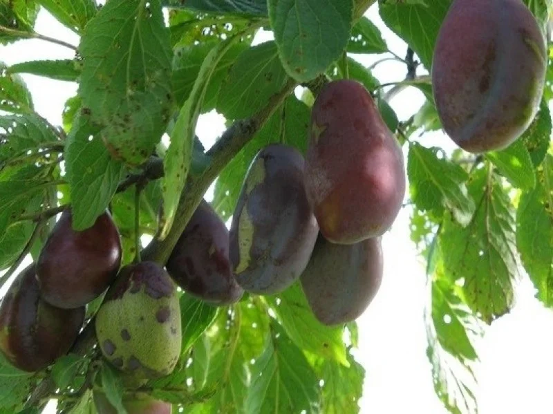 Prunus d. Betuwse Kwets (Bakpruim)-3