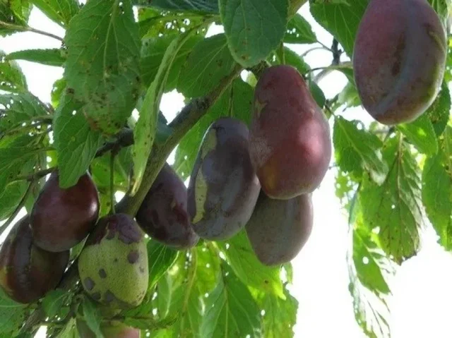 Prunus d. Betuwse Kwets (Bakpruim) Prunus d. Betuwse Kwets (Bakpruim)