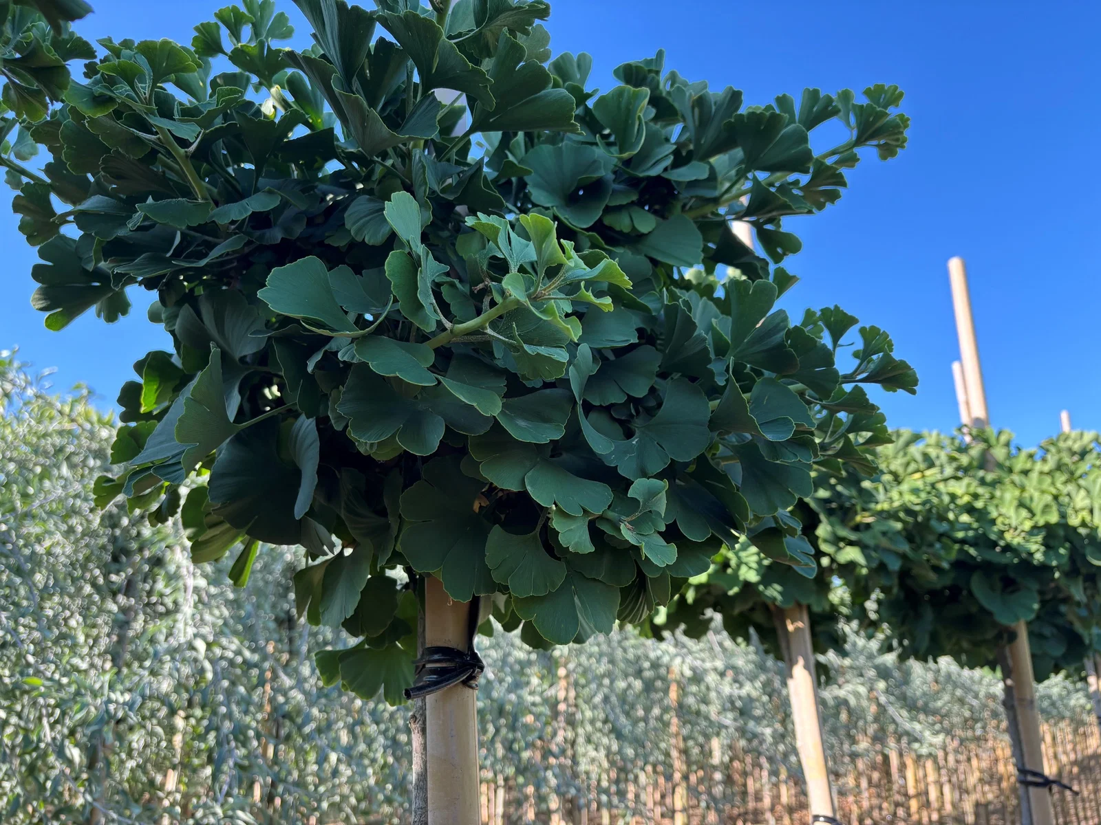 Ginkgo Biloba Mariken (Kugel Fächerblattbaum)-3