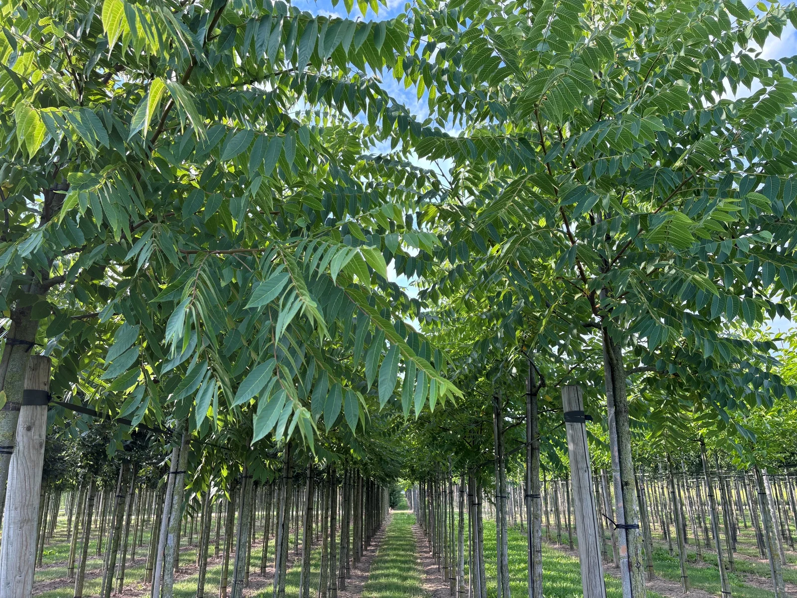 Juglans Nigra (Zwarte Noot)