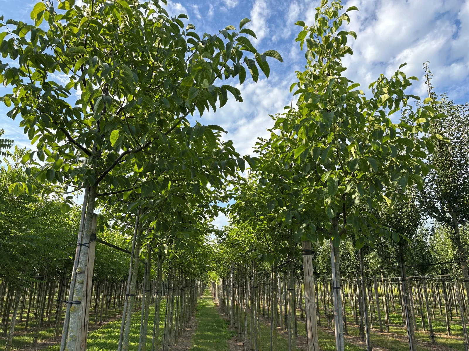 Juglans Regia (Gemeine Walnuss / Edelnuss)-4