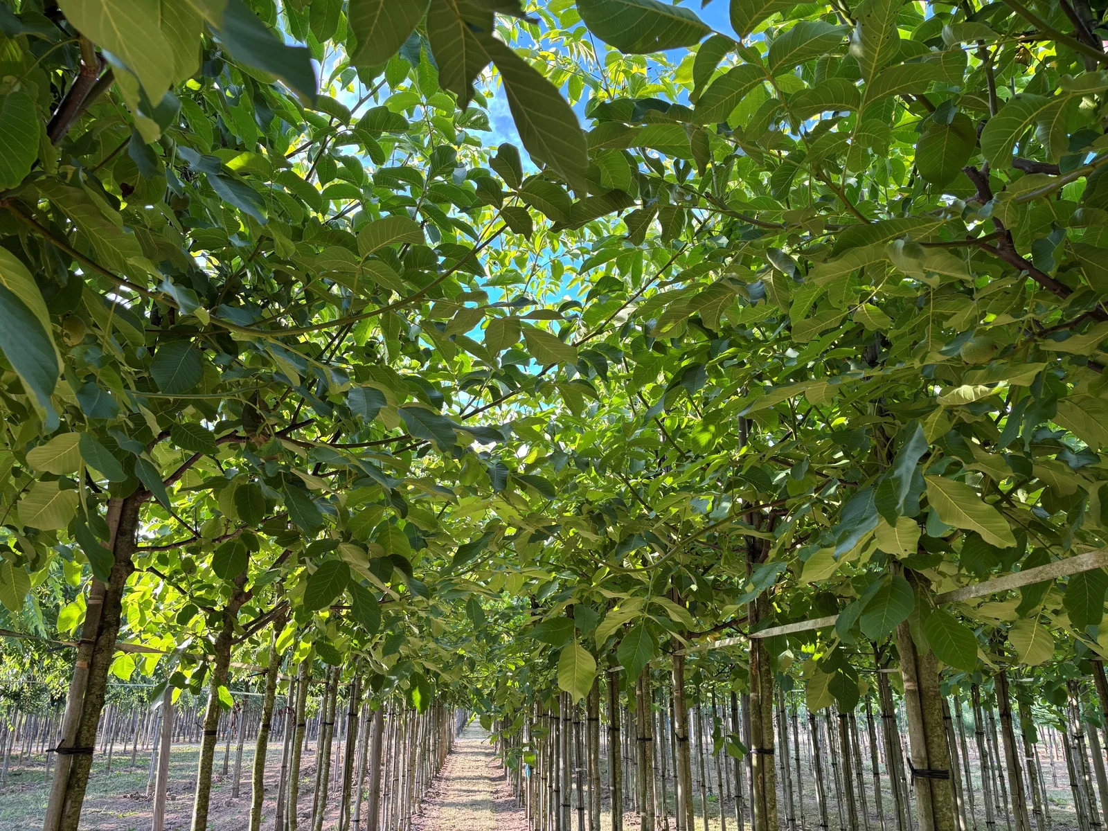Juglans Regia (Gemeine Walnuss / Edelnuss)-7