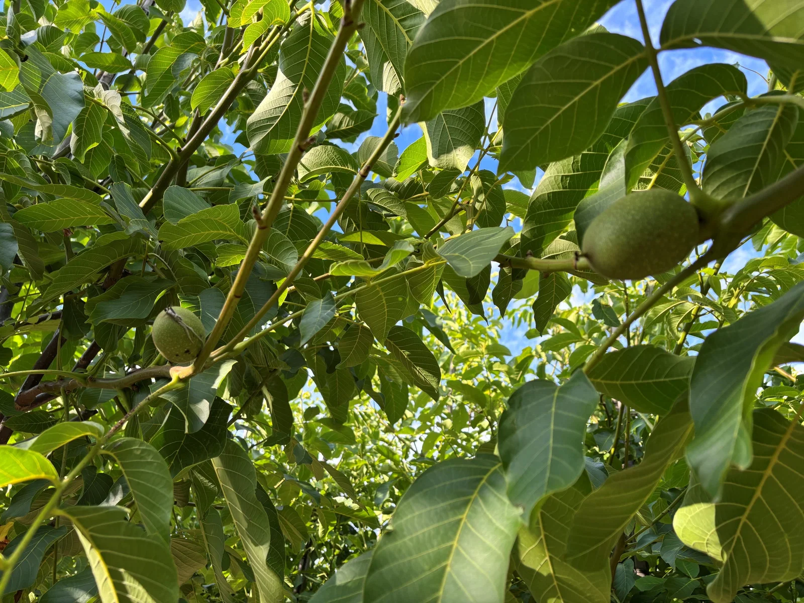 Juglans Regia Mehrstämmig (Walnussbaum)-3
