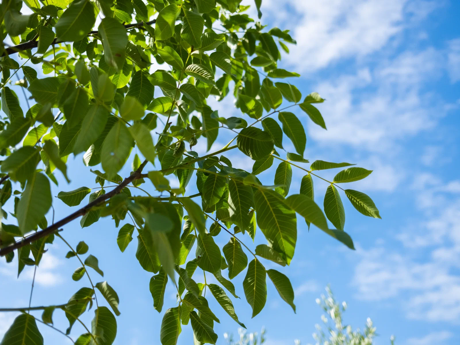 Juglans Regia (Gemeine Walnuss / Edelnuss)-2