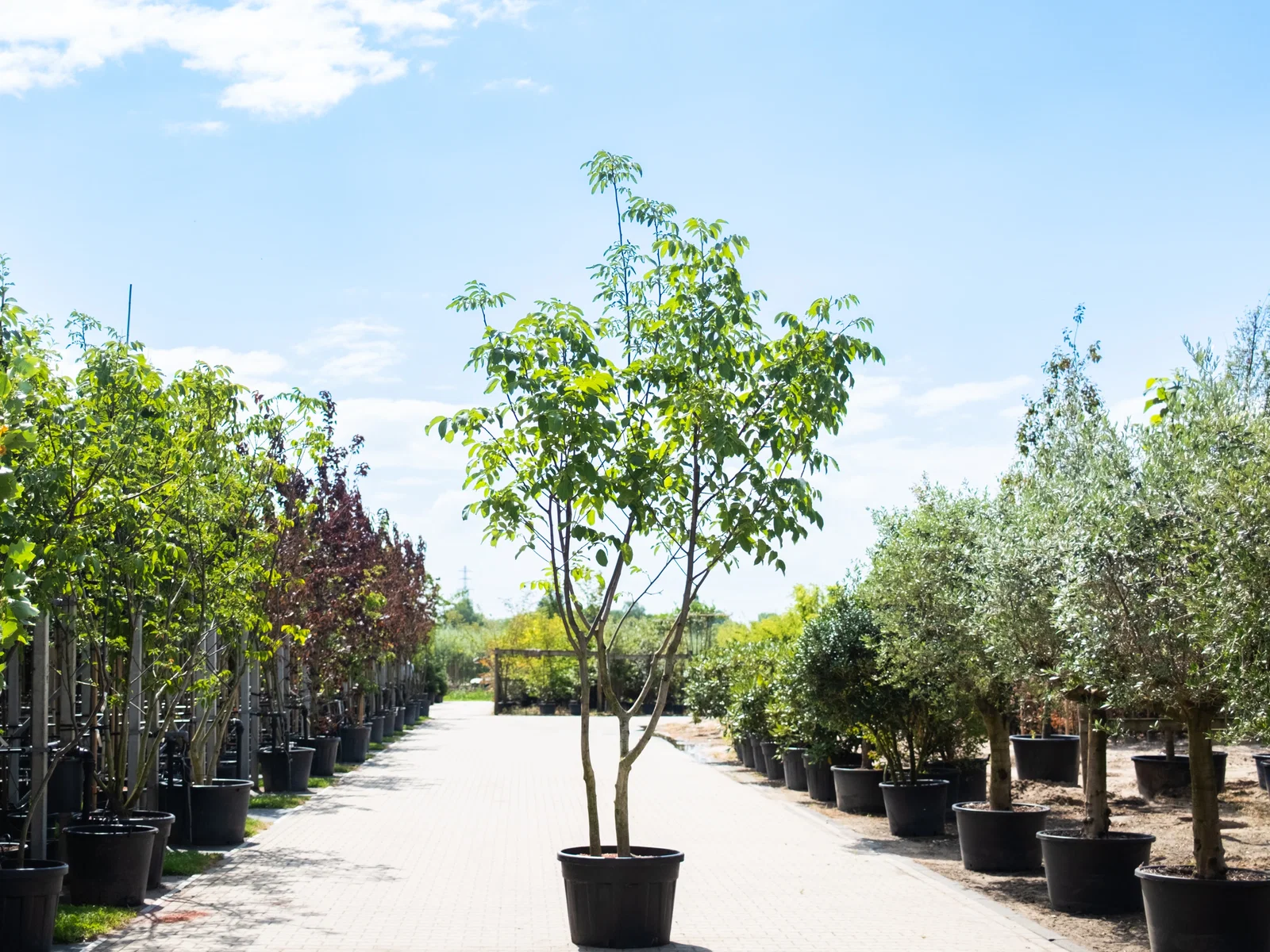 Juglans Regia Mehrstämmig (Walnussbaum)-1