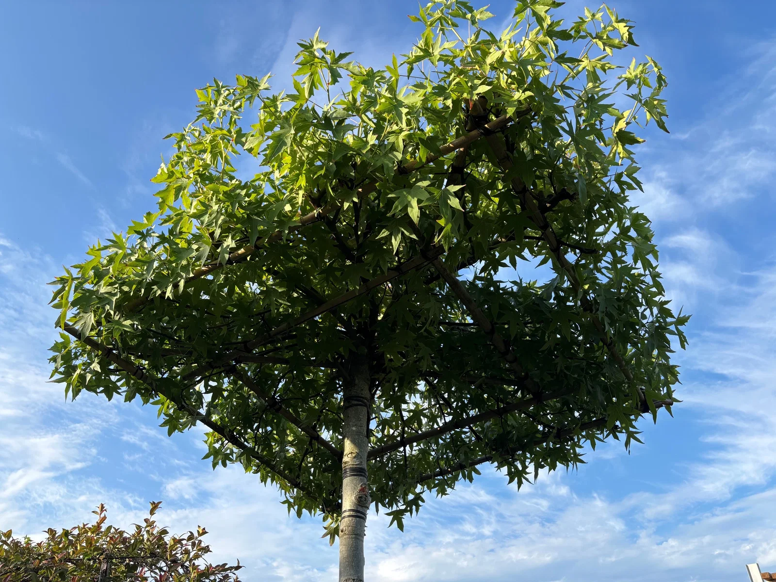 Liquidambar st. Worplesdon dakvorm (Dakamberboom)-2