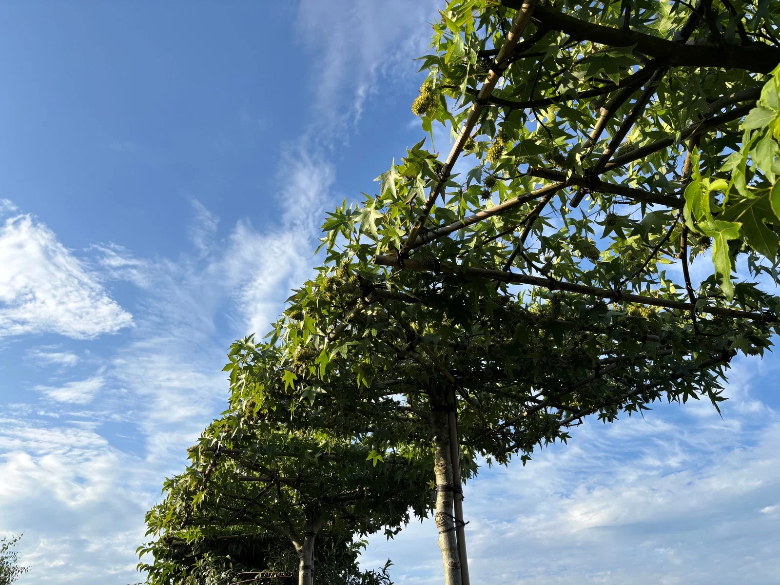 Liquidambar st. Worplesdon dakvorm (Dakamberboom)-5