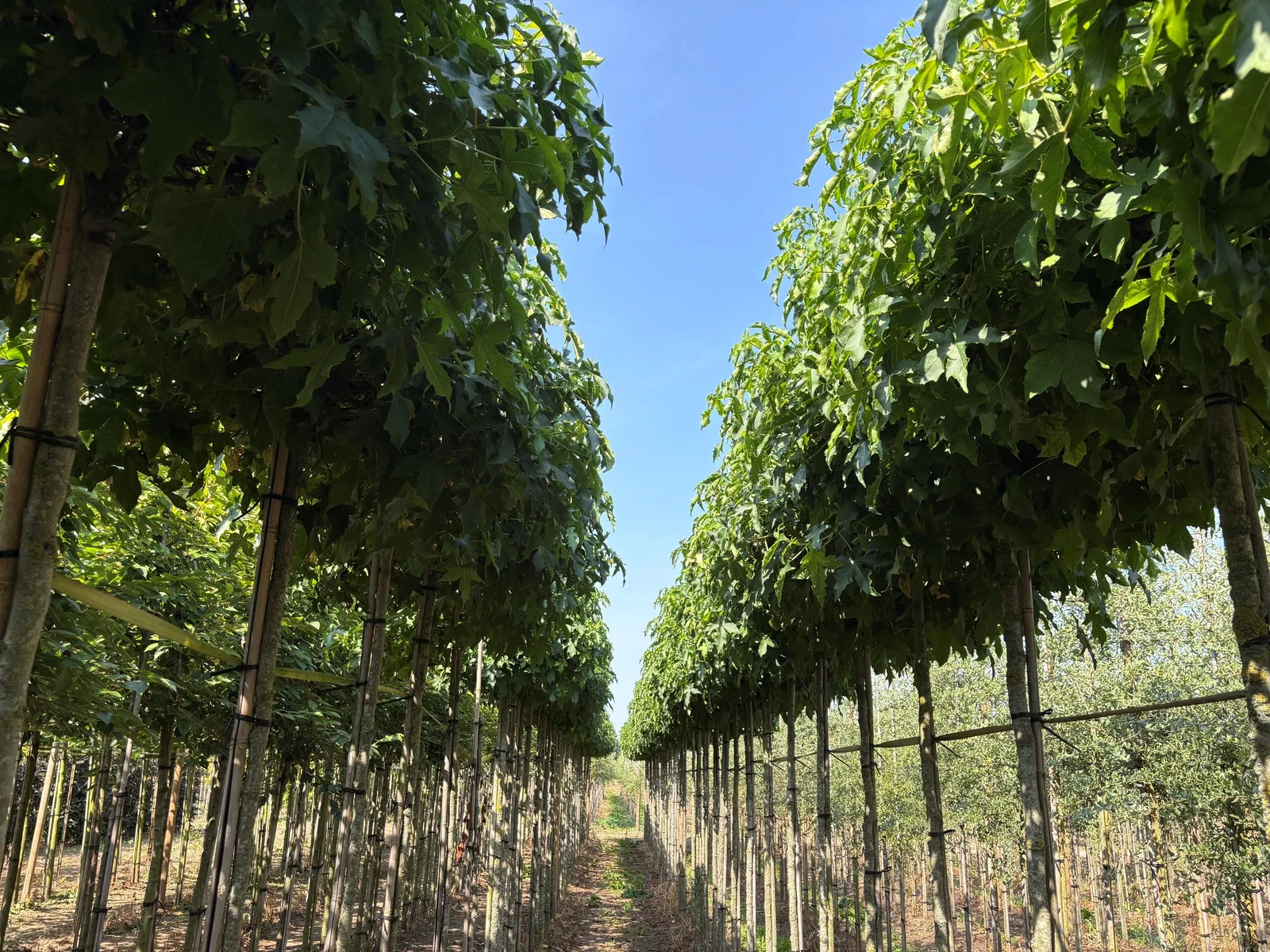 Liquidambar Styraciflua Gumball (Kugelamberbaum)-6