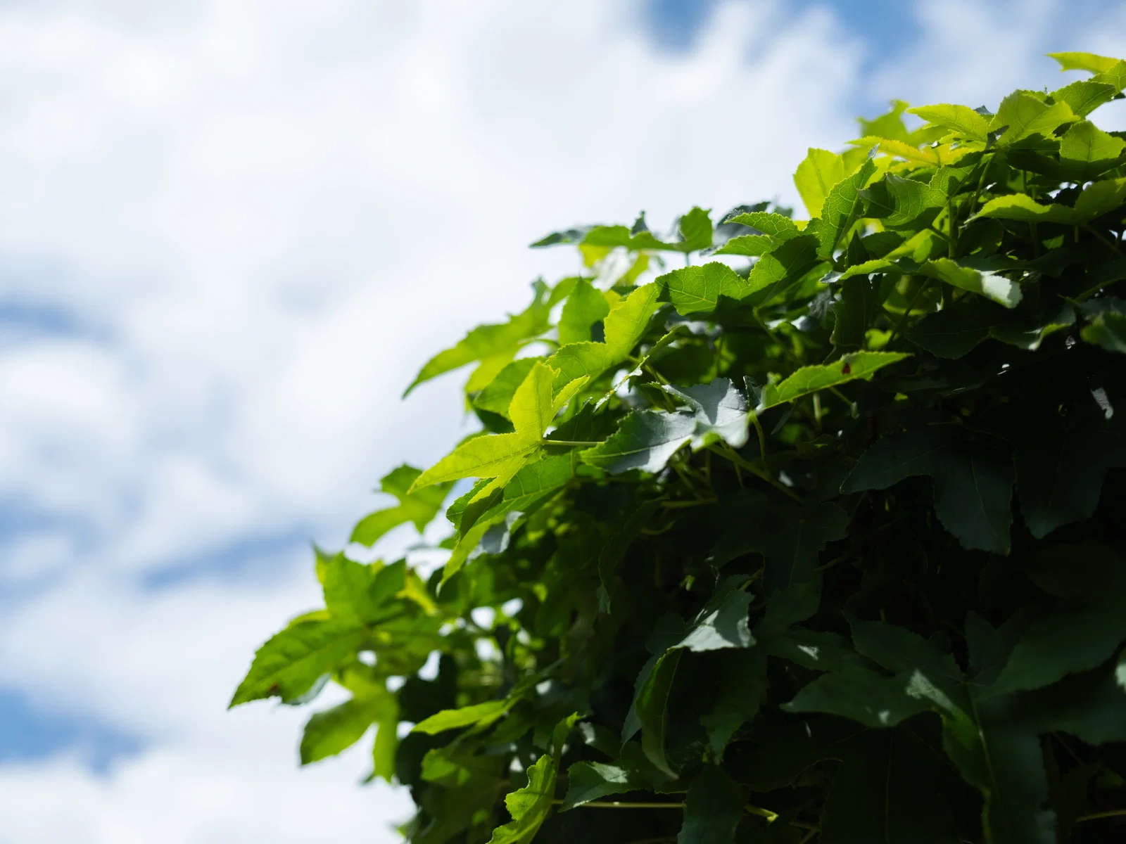 Liquidambar Styraciflua Gumball (Kugelamberbaum)-8