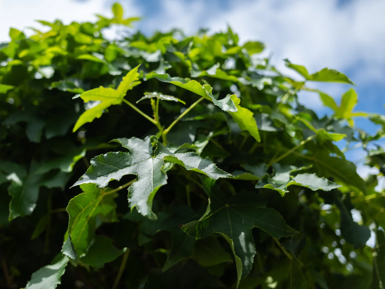 Liquidambar Styraciflua Gumball (Kugelamberbaum)-9
