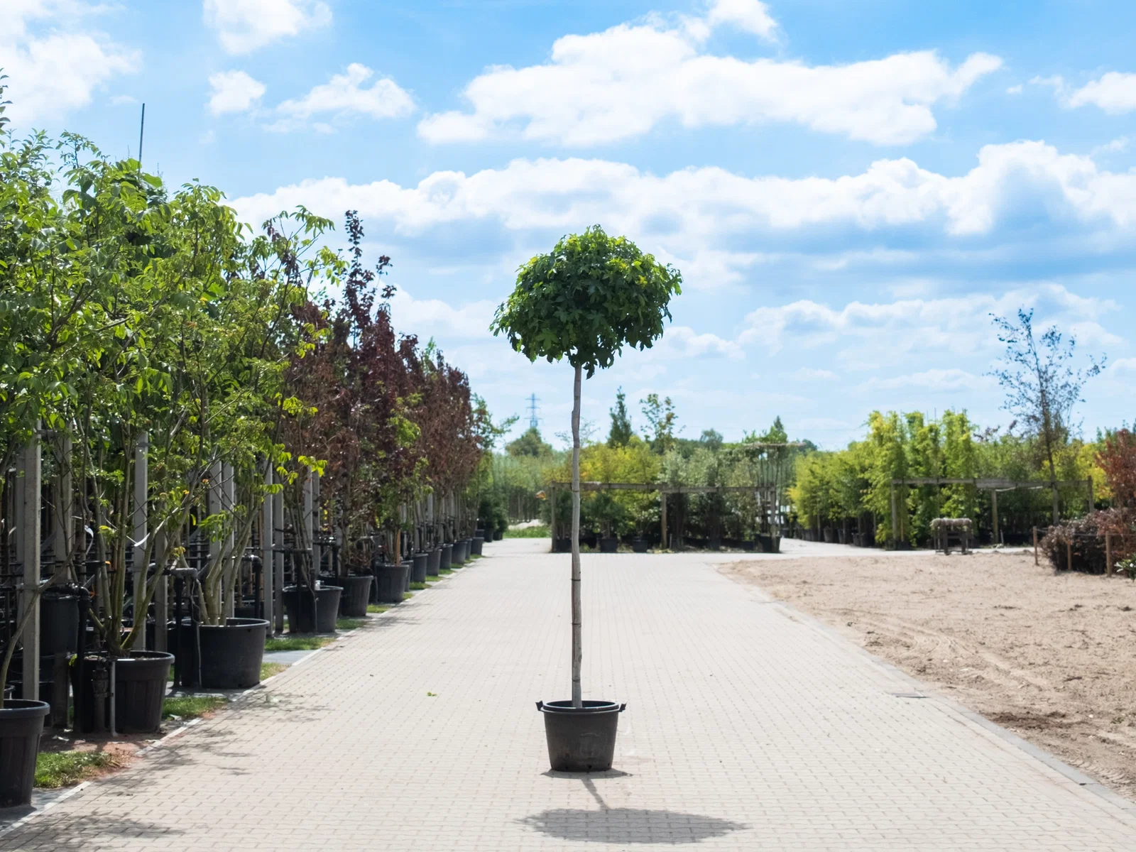 Liquidambar Styraciflua Gumball (Kugelamberbaum)-2