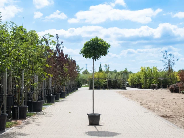 Liquidambar Styraciflua Gumball (Kugelamberbaum) Liquidambar Styraciflua Gumball (Kugelamberbaum)