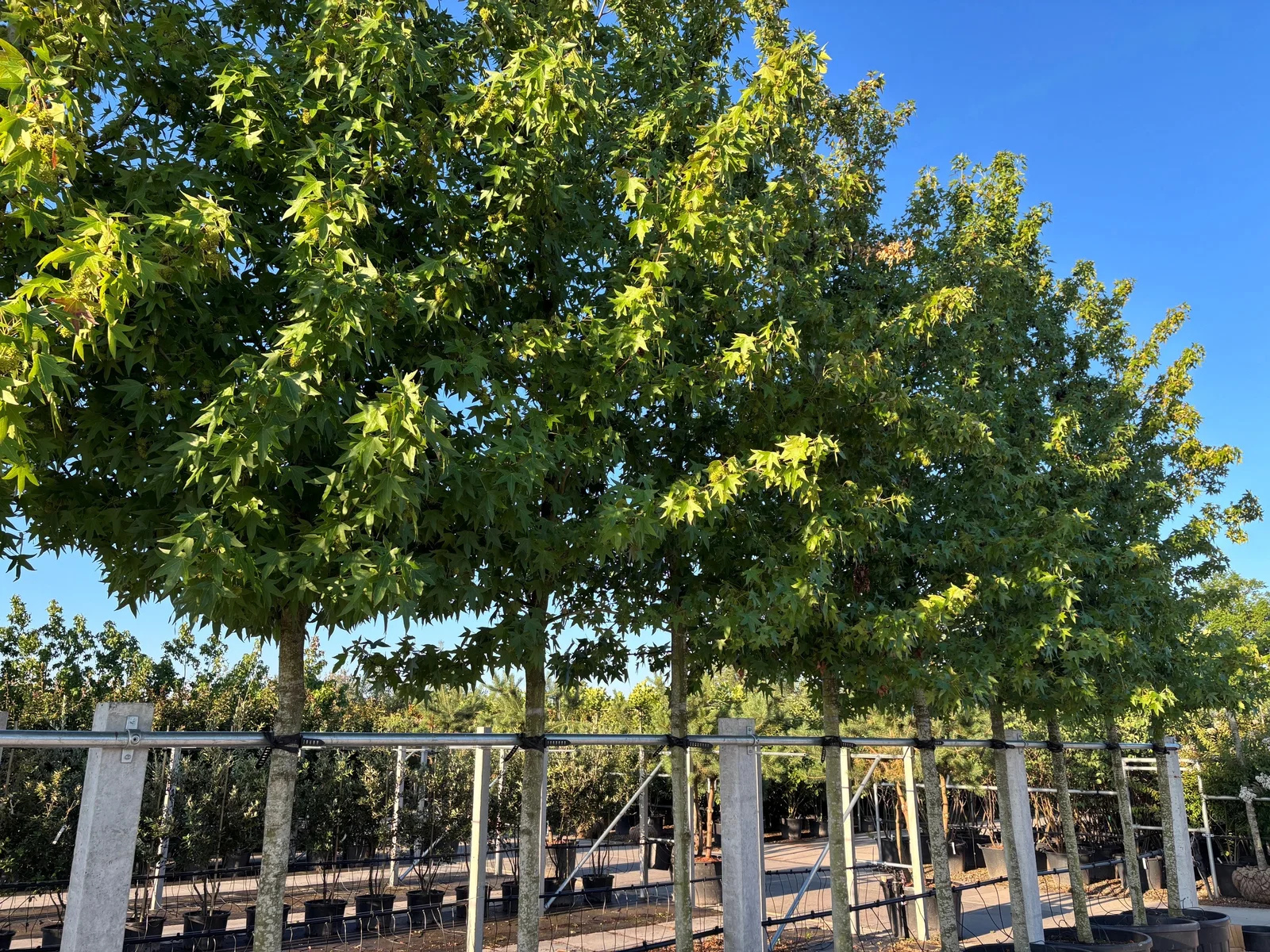 Liquidambar Styraciflua Worplesdon (Amberboom)-2