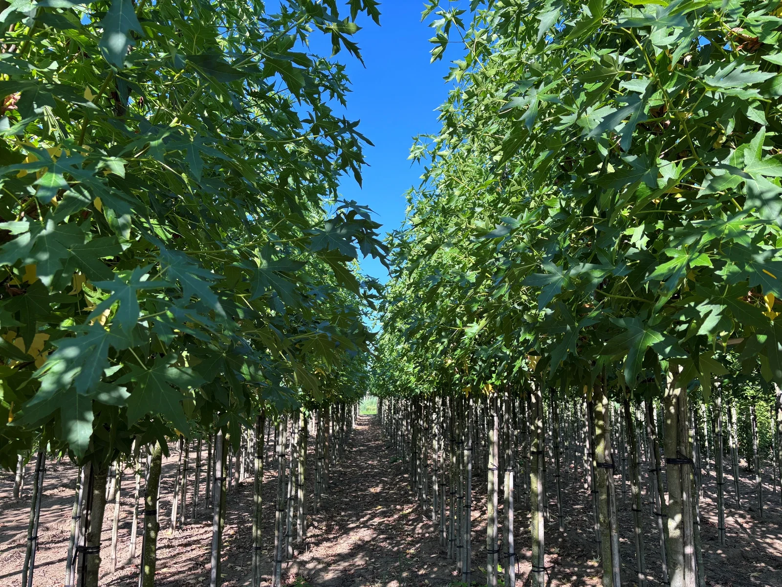 Liquidambar Styraciflua Worplesdon (Amberboom)-7