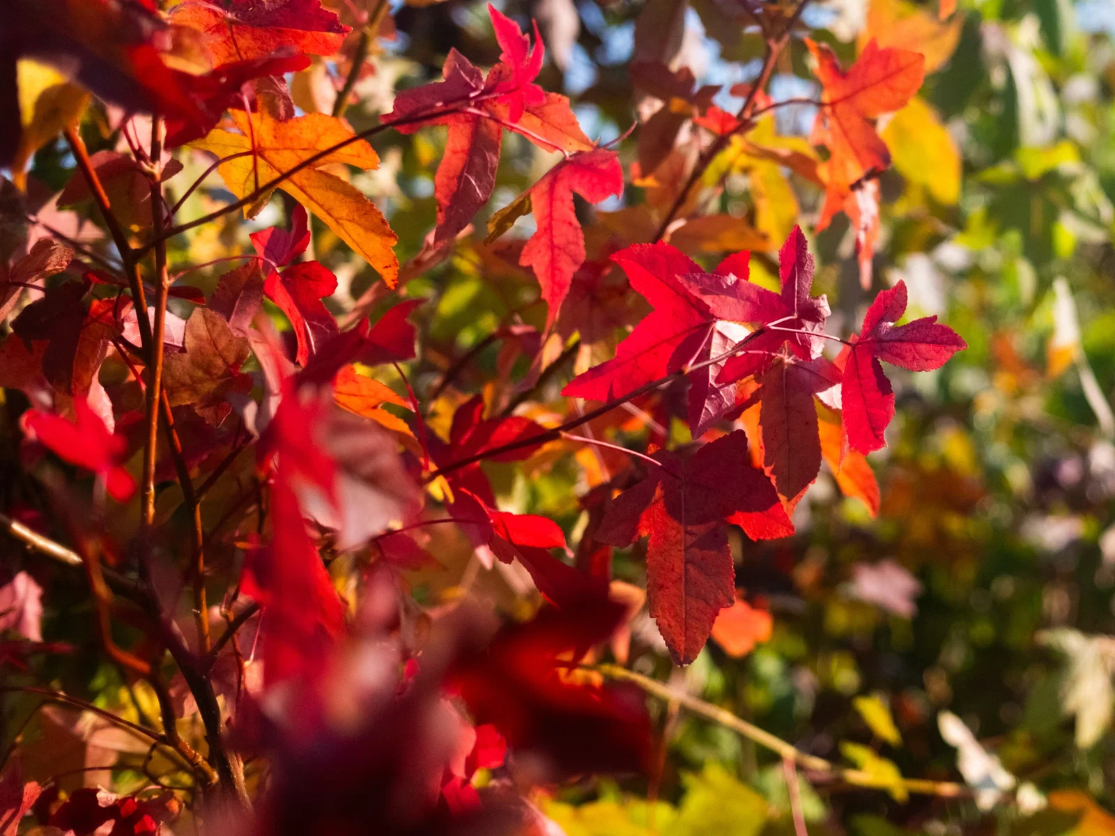 Liquidambar st. Worplesdon dakvorm (Dakamberboom)-4
