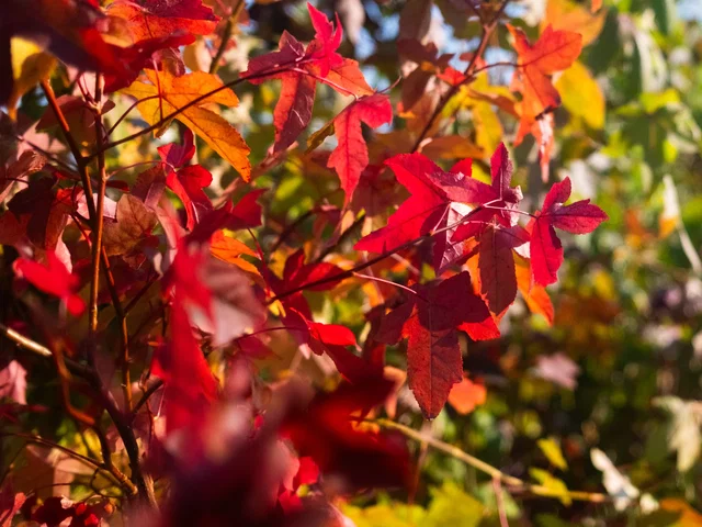 Liquidambar Styraciflua Haagelement (Leiamber) Liquidambar Styraciflua Haagelement (Leiamber)