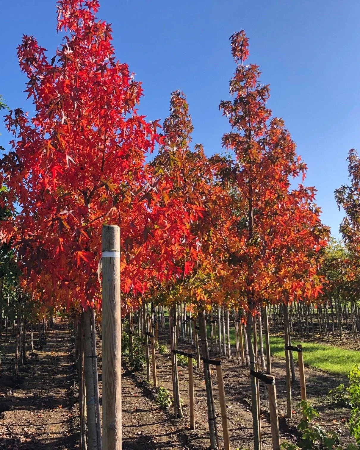 Liquidambar Styraciflua Worplesdon (Amberboom)-9