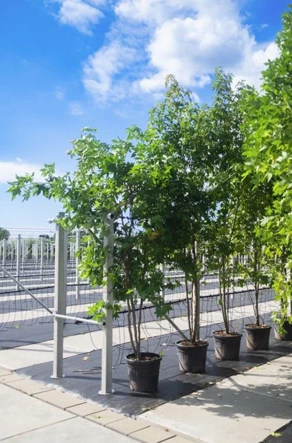 Liquidambar Styraciflua Worplesdon Meerstammig (Amberboom)-2