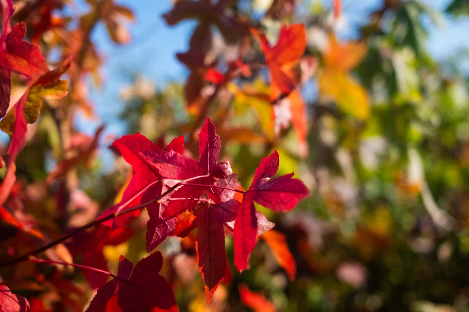Liquidambar Styraciflua Worplesdon (Amberboom)-11