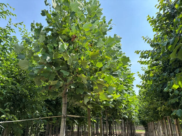 Liriodendron Tulipifera (Tulpenbaum)