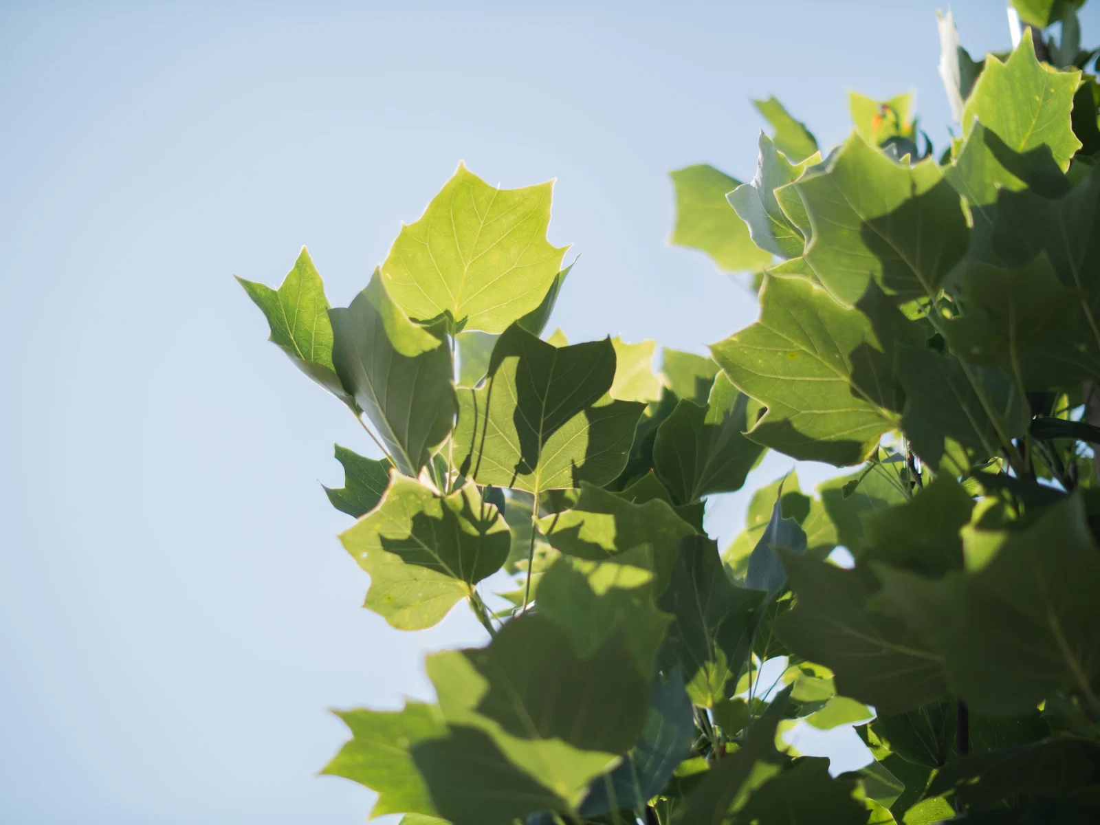 Liriodendron Tulipifera (Bos-Haagplantsoen)-2
