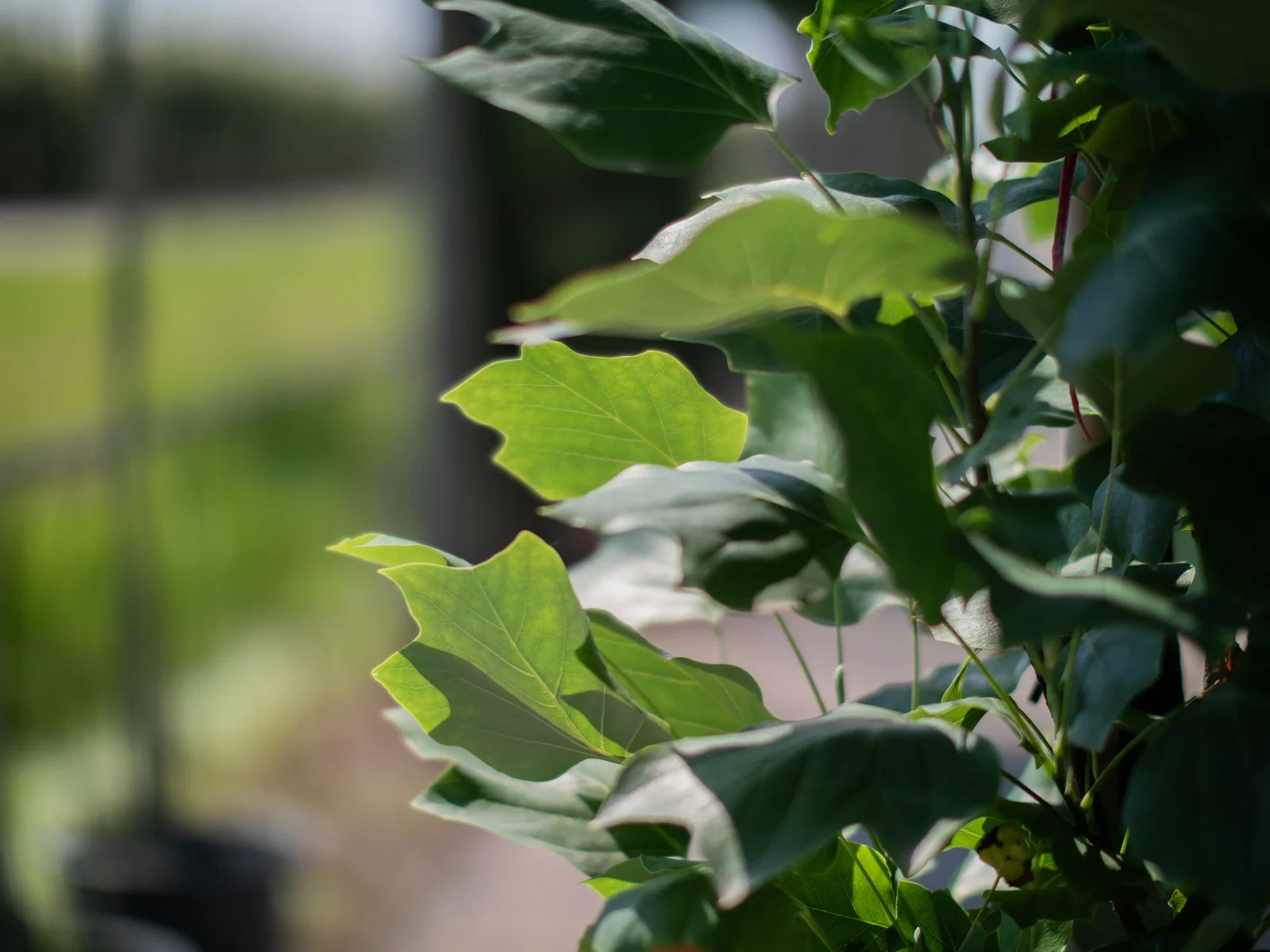 Liriodendron Tulipifera (Bos-Haagplantsoen)-3