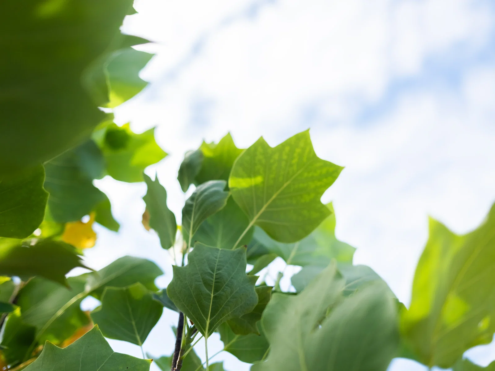 Liriodendron Tulipifera (Bos-Haagplantsoen)-4