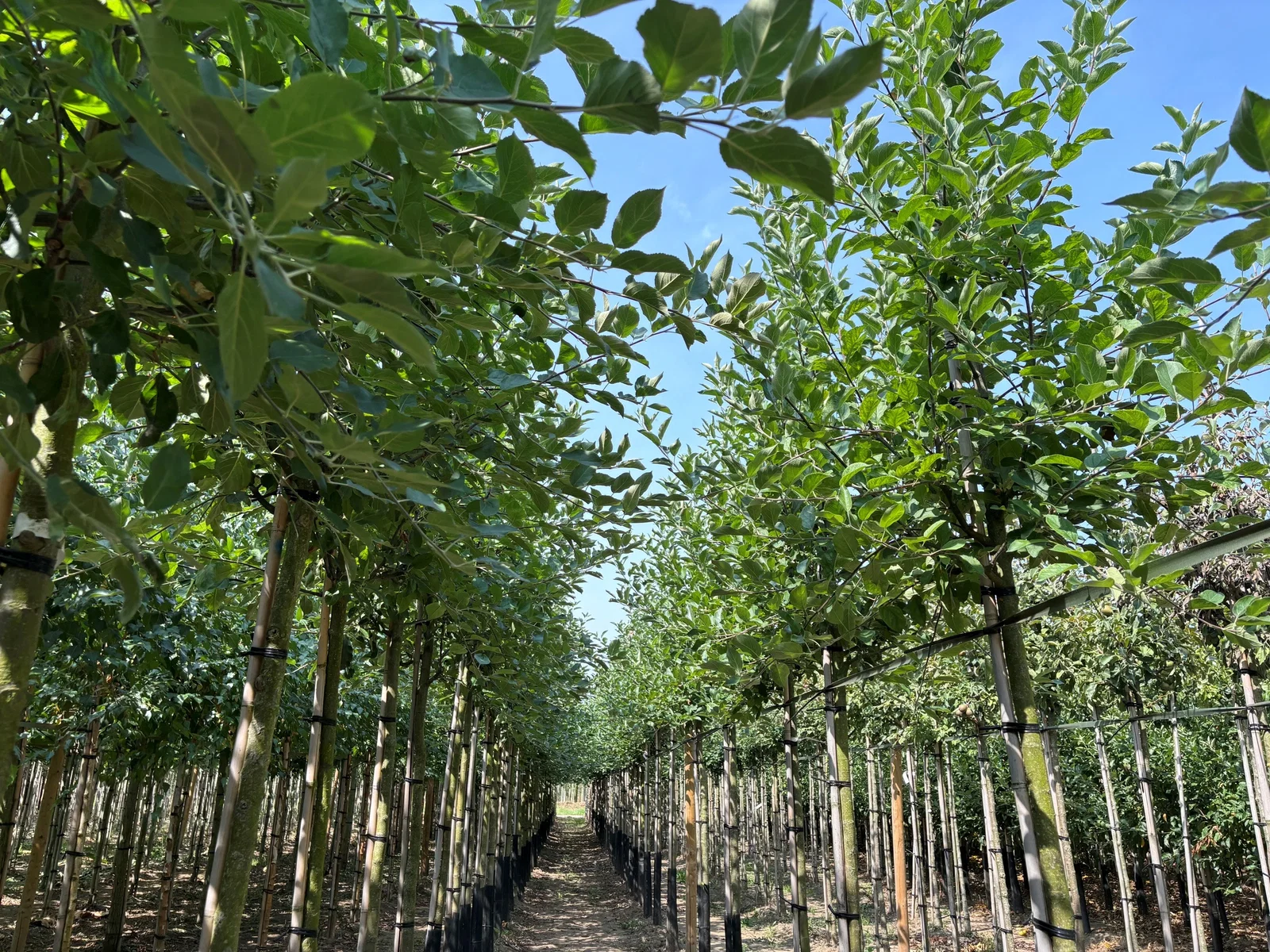 Malus d. Elstar (Handapfel)-2