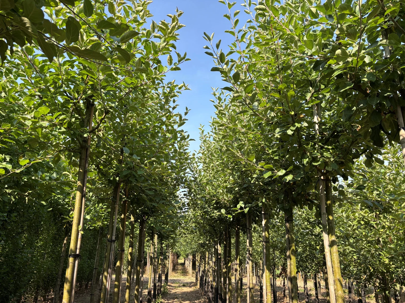 Malus d. Elstar (Handapfel)-3