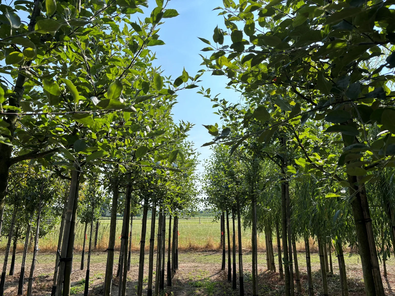 Malus d. Elstar (Handapfel)-4