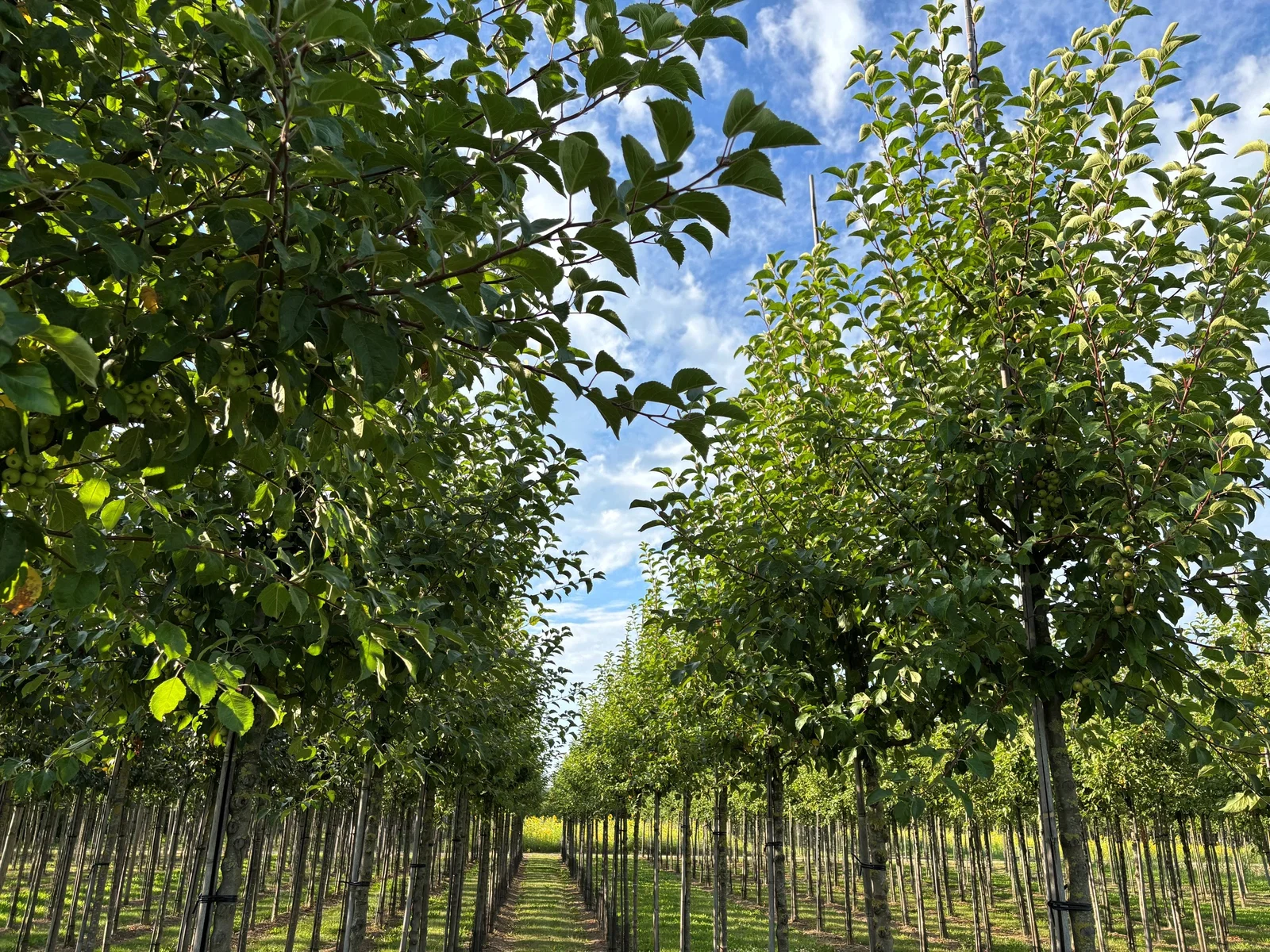 Malus Evereste (Zierapfel)-5