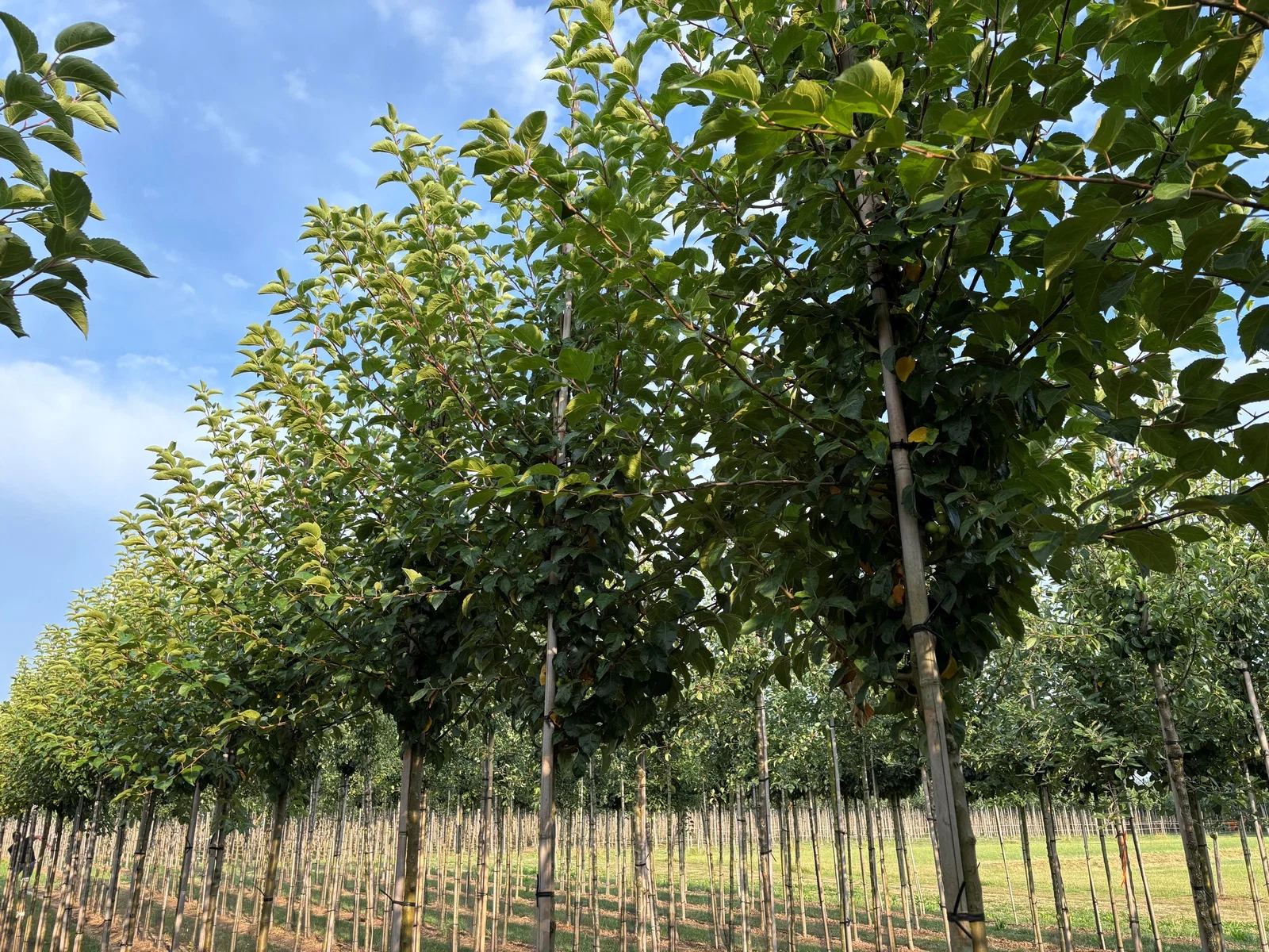 Malus Evereste (Zierapfel)-7