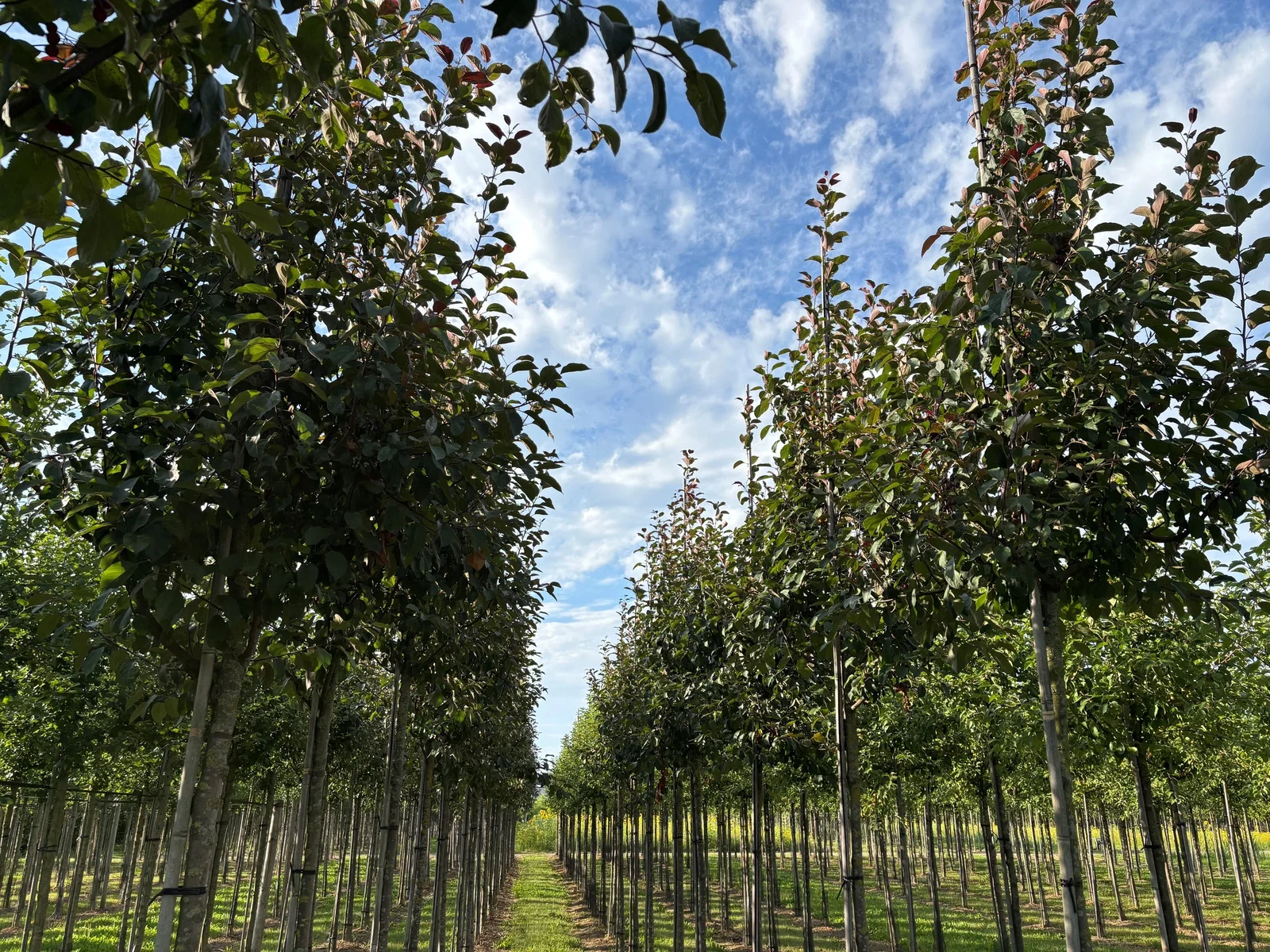 Malus Mokum (Zierapfel)-7
