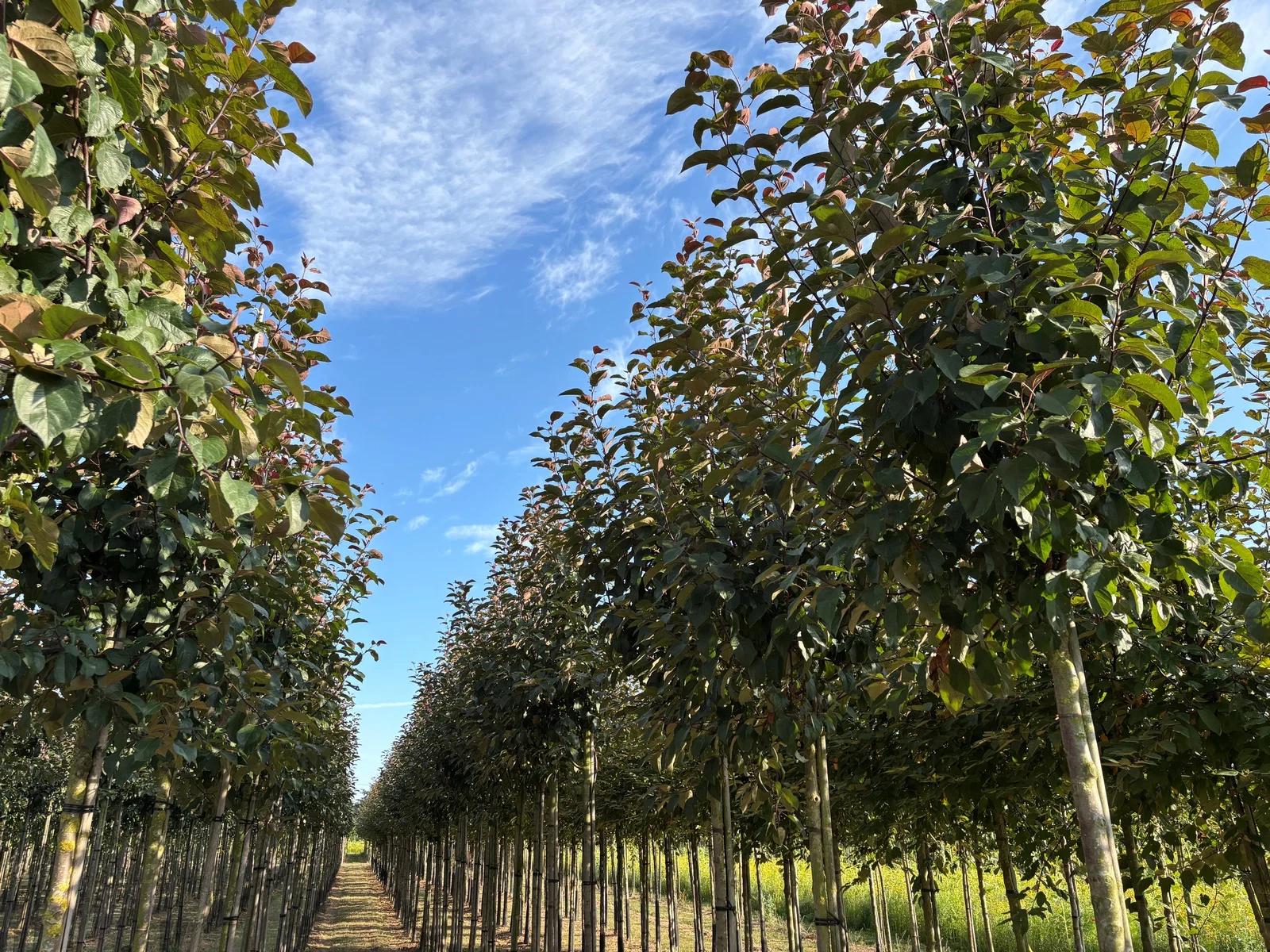 Malus Mokum (Zierapfel)-8