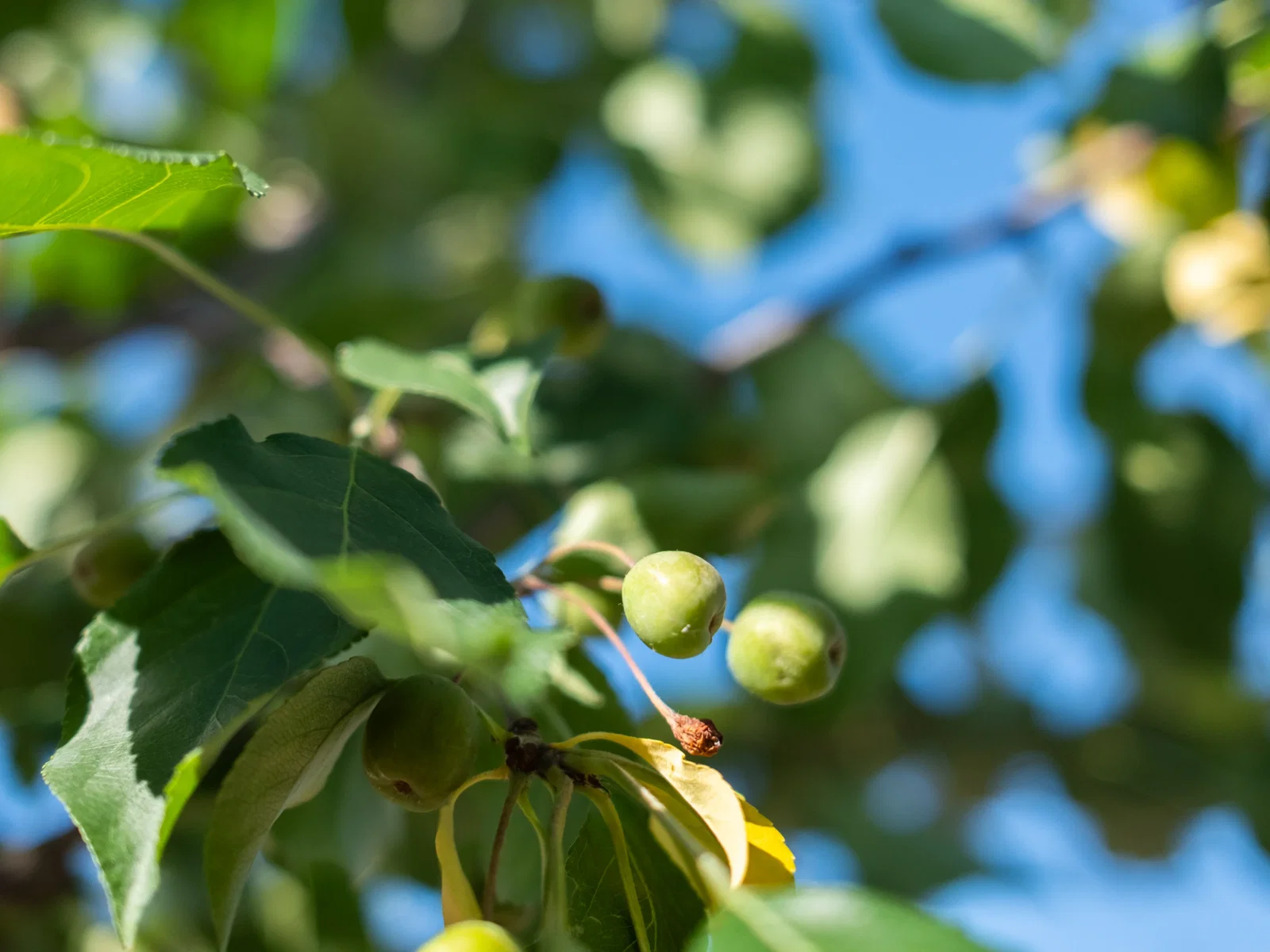 Malus Mokum Mehrstämmig (Zierapfel)-8