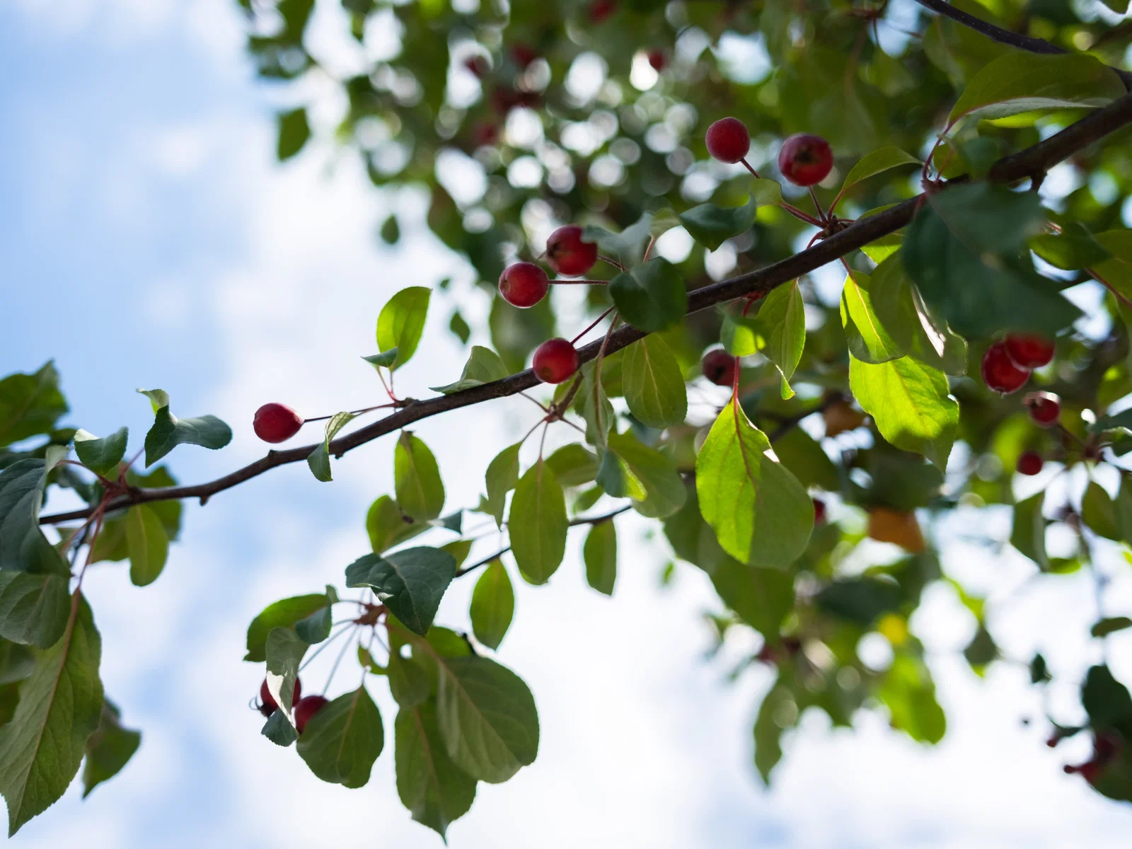 Malus Mokum Mehrstämmig (Zierapfel)-7