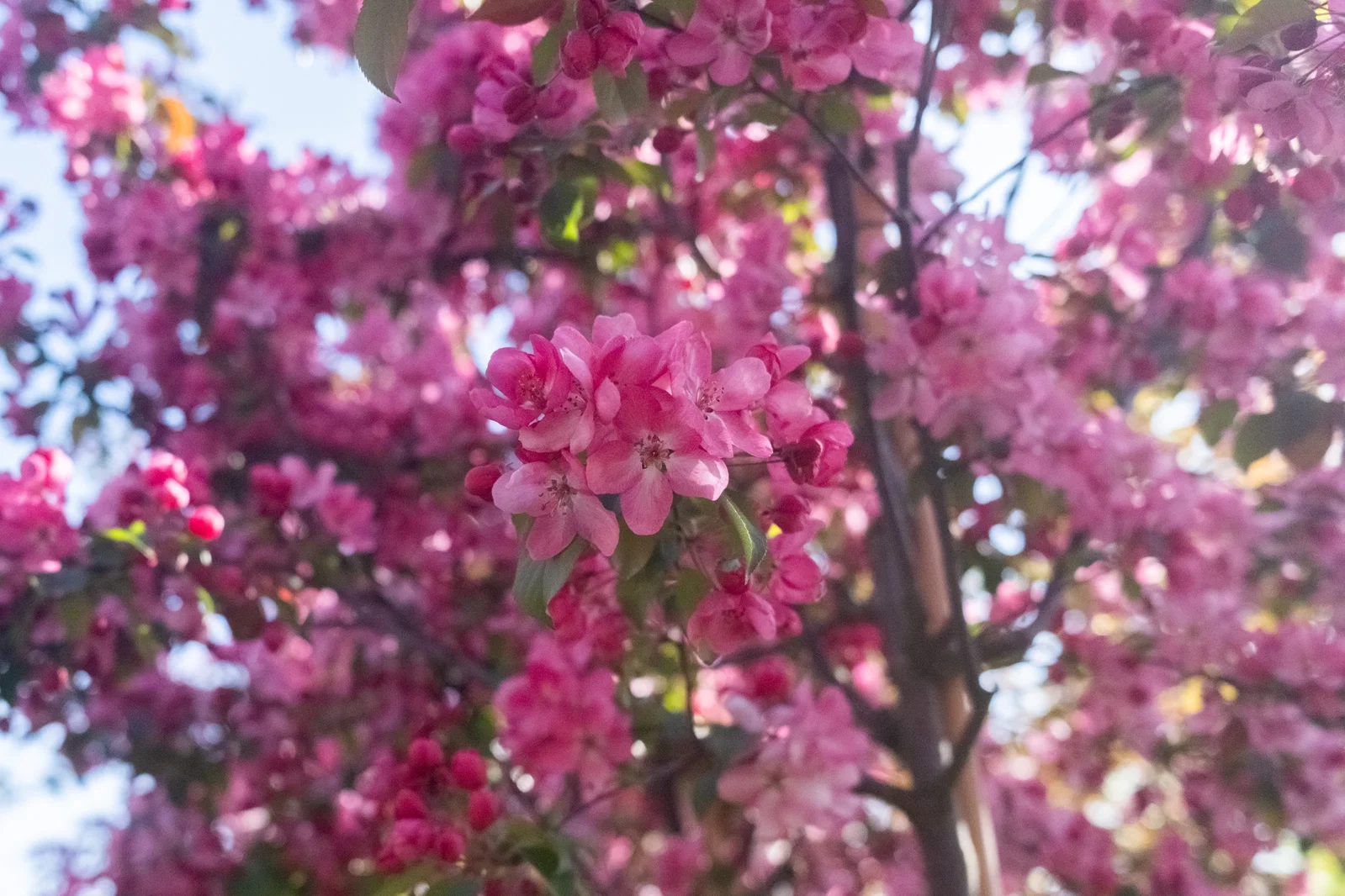 Malus Mokum Meerstammig (Sierappel)-2