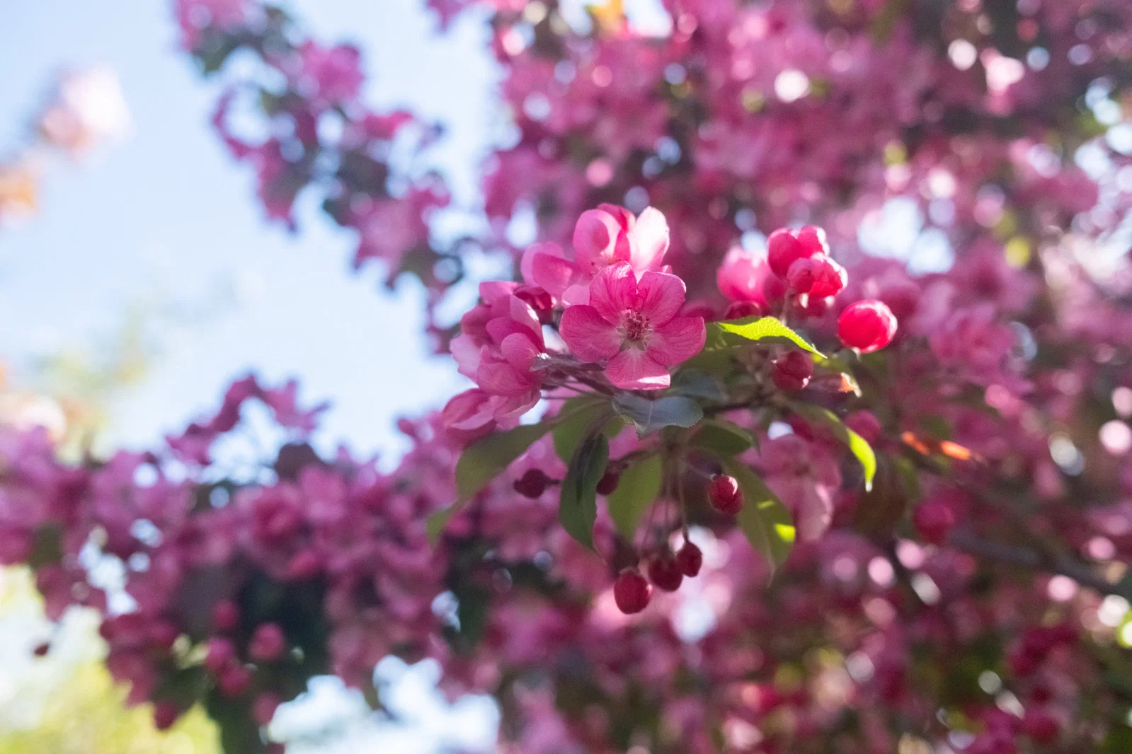 Malus Mokum Mehrstämmig (Zierapfel)-6
