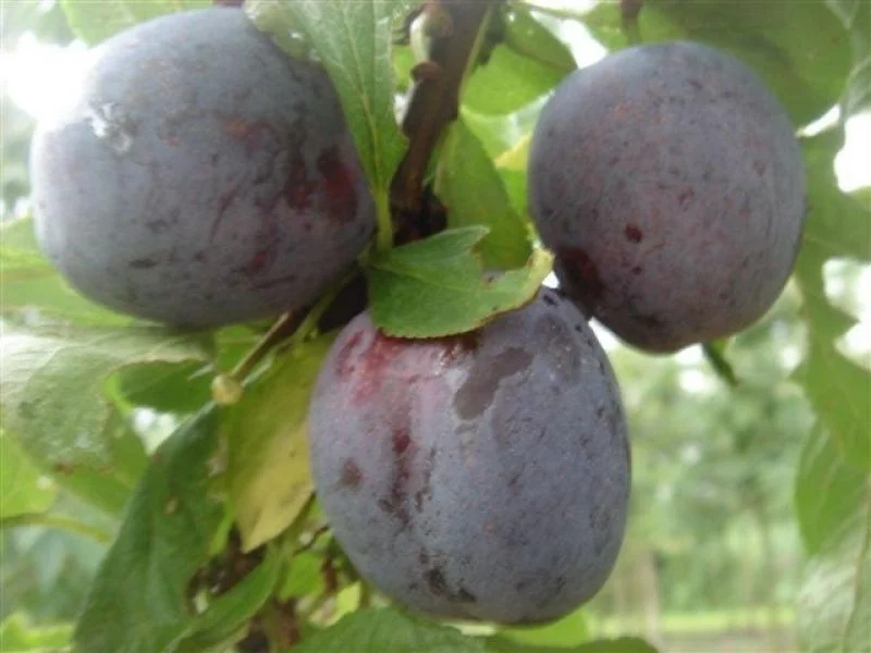 Prunus d. Opal (Zoete Pruim)