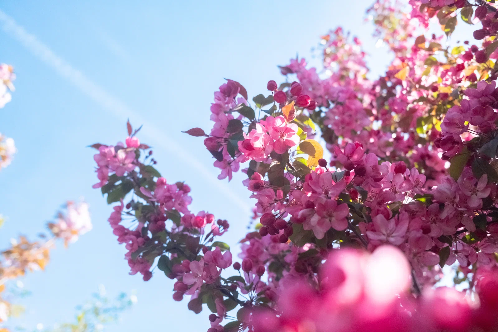 Malus Mokum Mehrstämmig (Zierapfel)-5