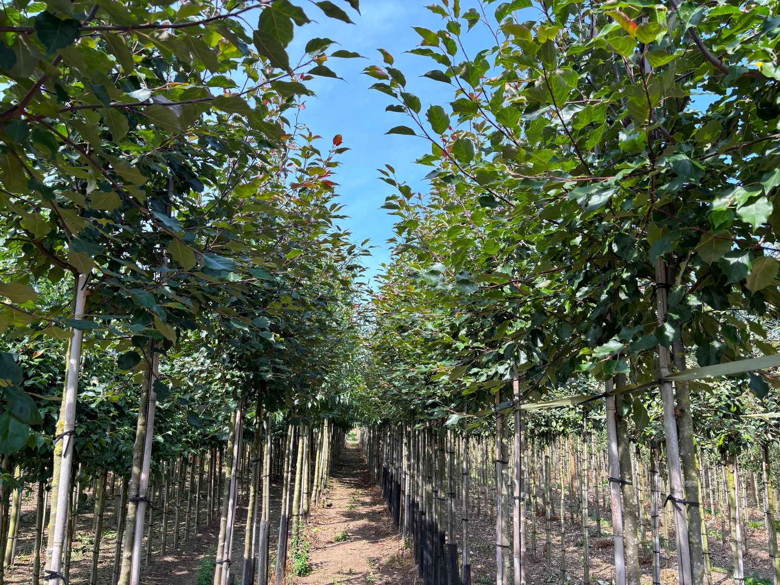 Malus Mokum (Zierapfel)-6