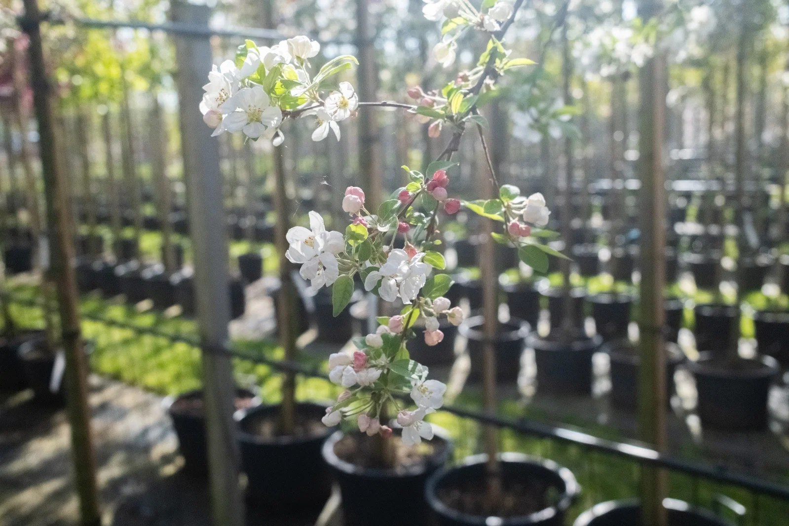 Malus Evereste Spalierbaum (Zierapfel)-3