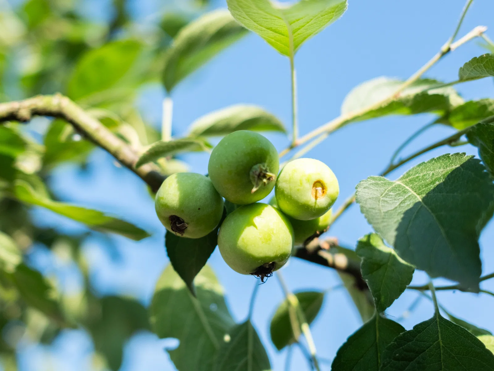 Malus Evereste Spalierbaum (Zierapfel)-2