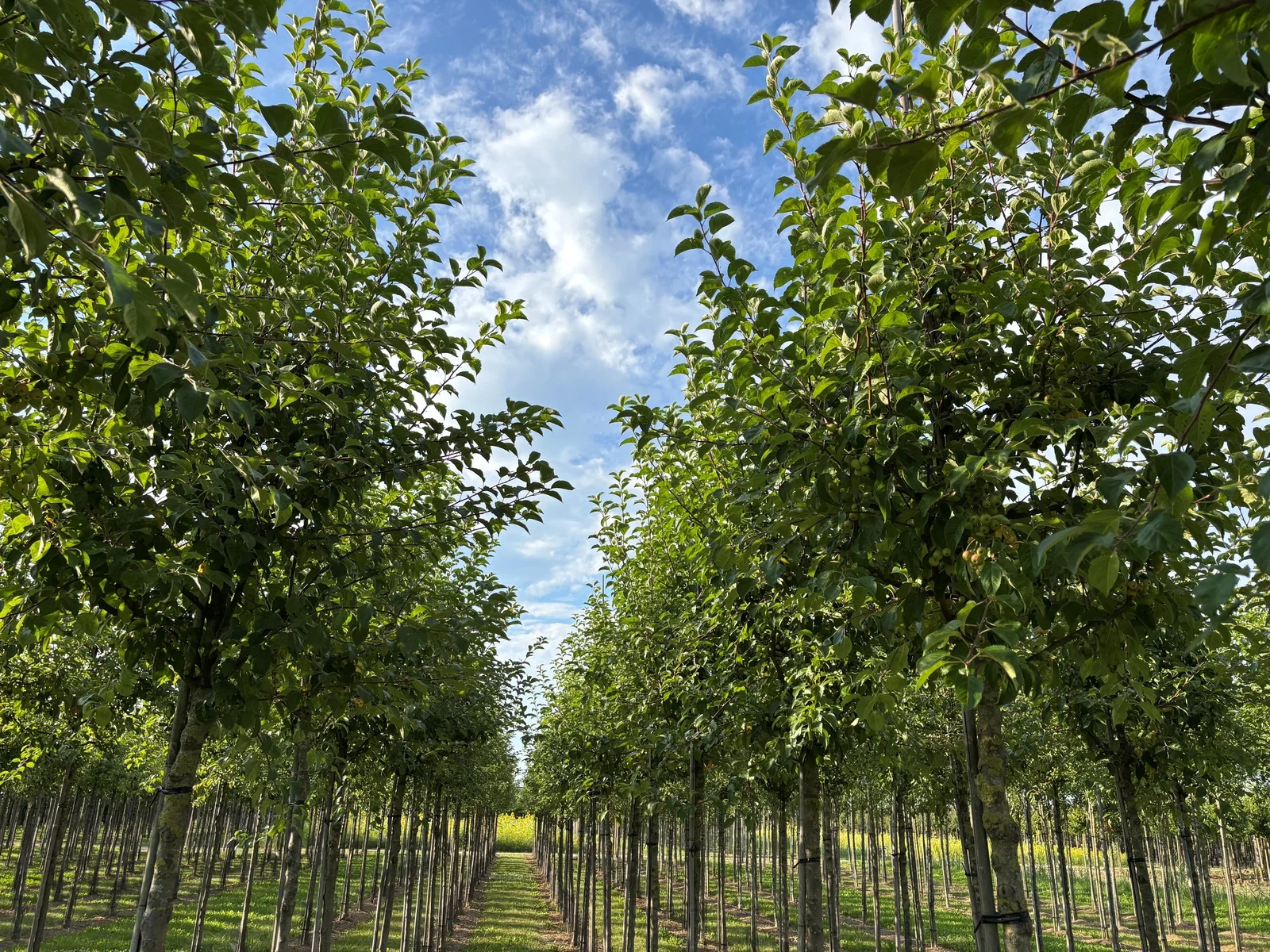 Malus Red Sentinel (Zierapfel)-8