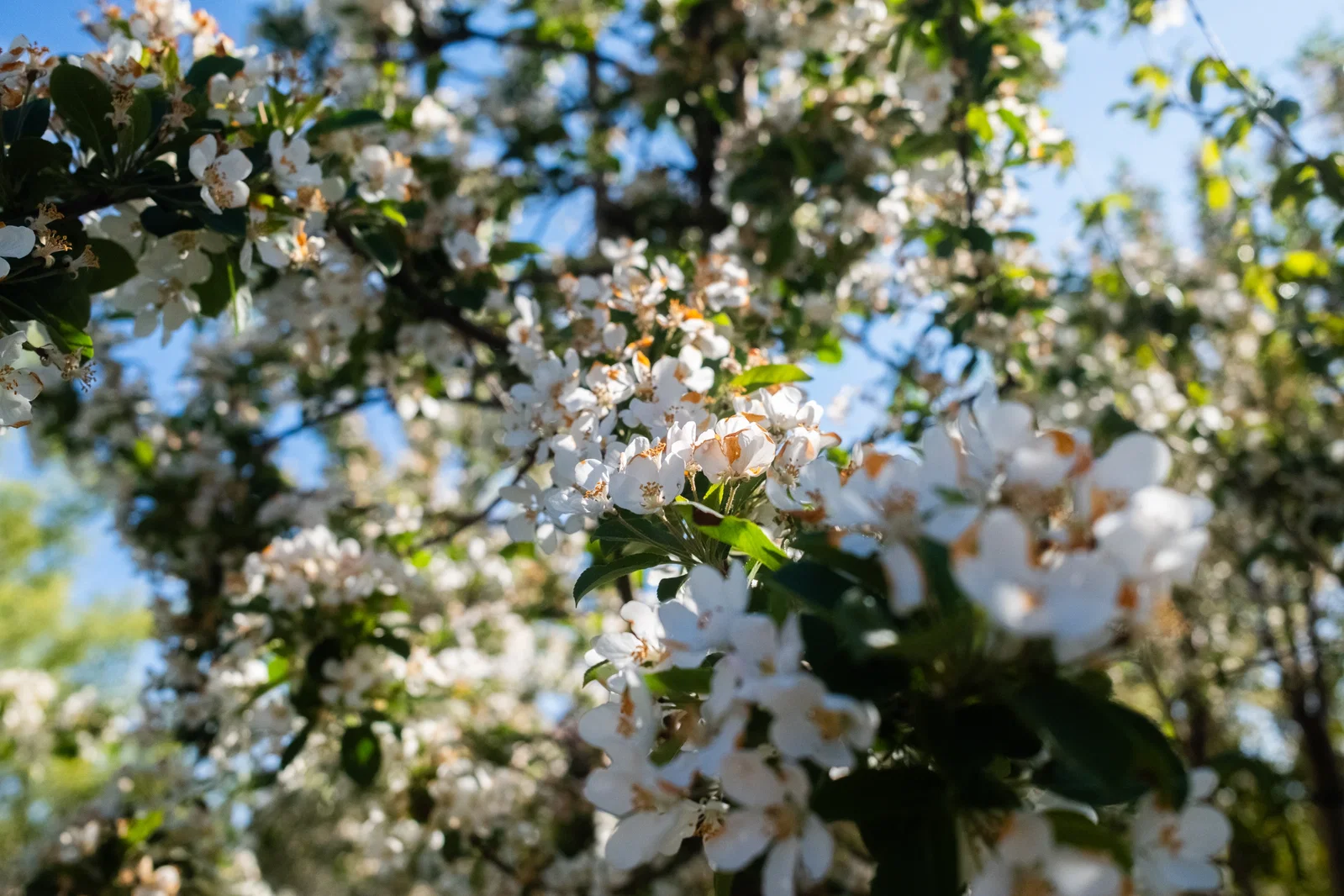 Malus Red Sentinel (Zierapfel)-10