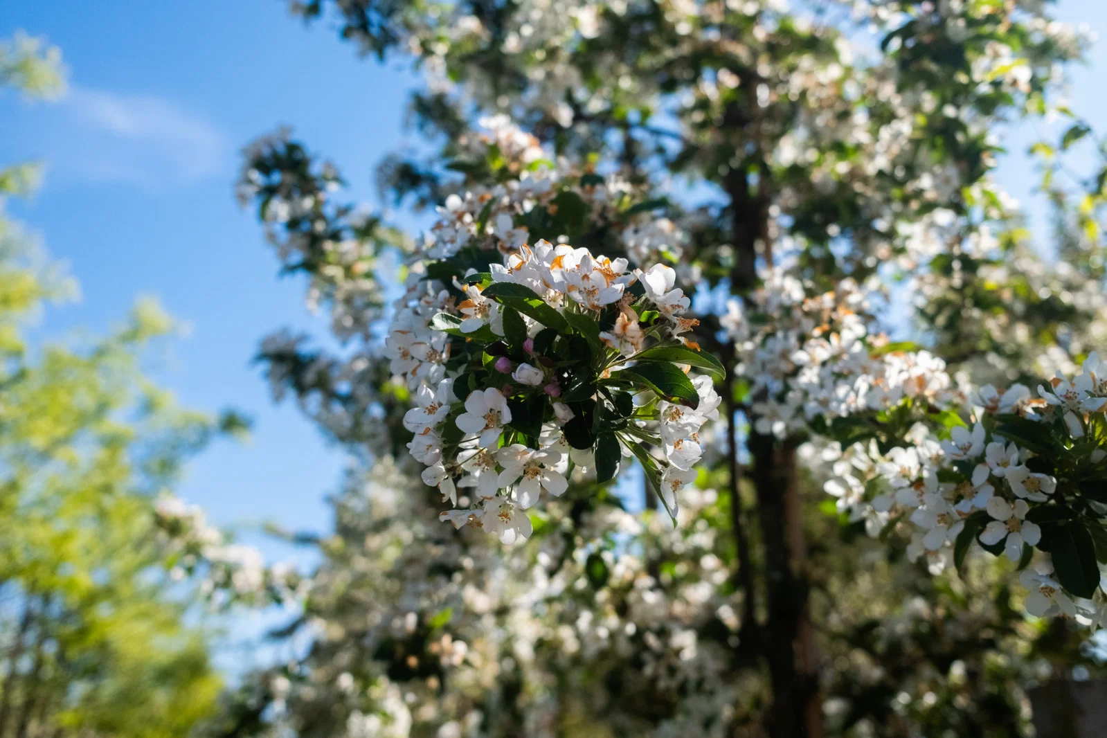 Malus Red Sentinel (Zierapfel)-9