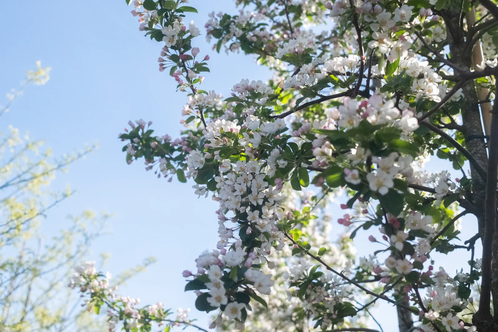Malus Red Sentinel (Zierapfel)-11