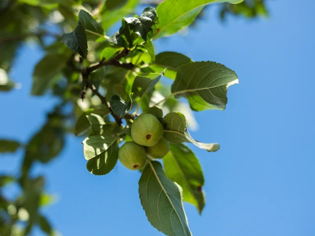 Malus Red Sentinel Laagstam (Sierappel)